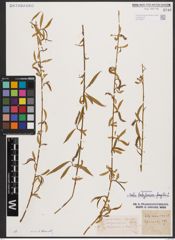 Salix babylonica L. x Salix fragilis L.